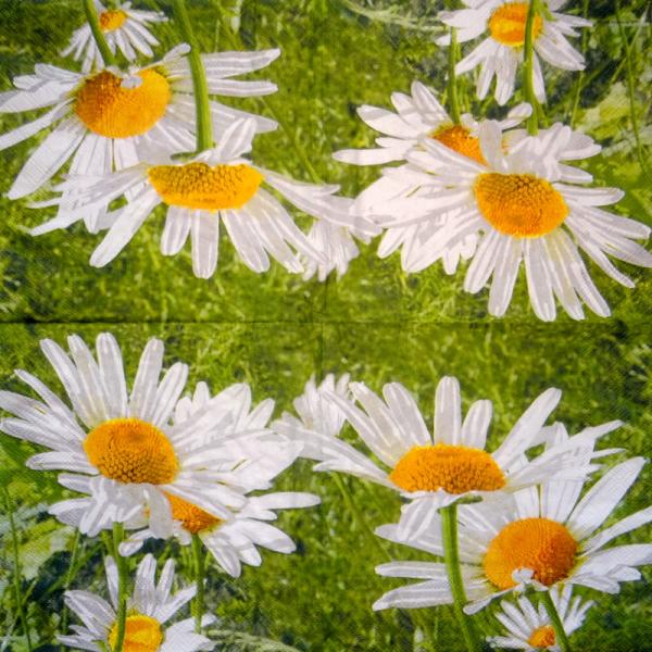 348 Daisies - 3-ply - CS